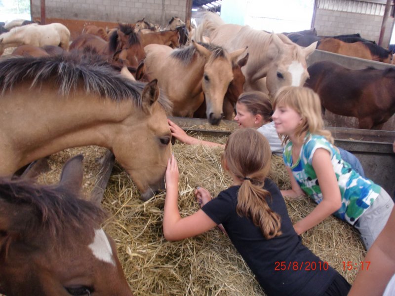 ponykamp201113.jpg