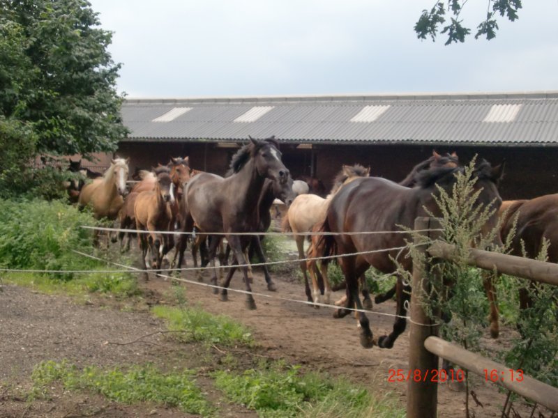 ponykamp201149.jpg
